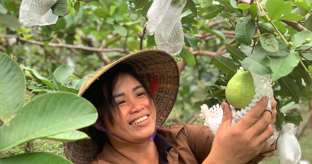 Giúp nhiều hộ dân thoát nghèo nhờ trồng ổi lê Đài Loan trên đất đồi nắng gió