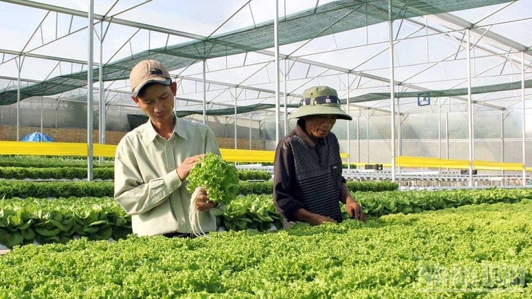 ndo_br_6-san-xuat-rau-cnc-tai-dalat.jpg