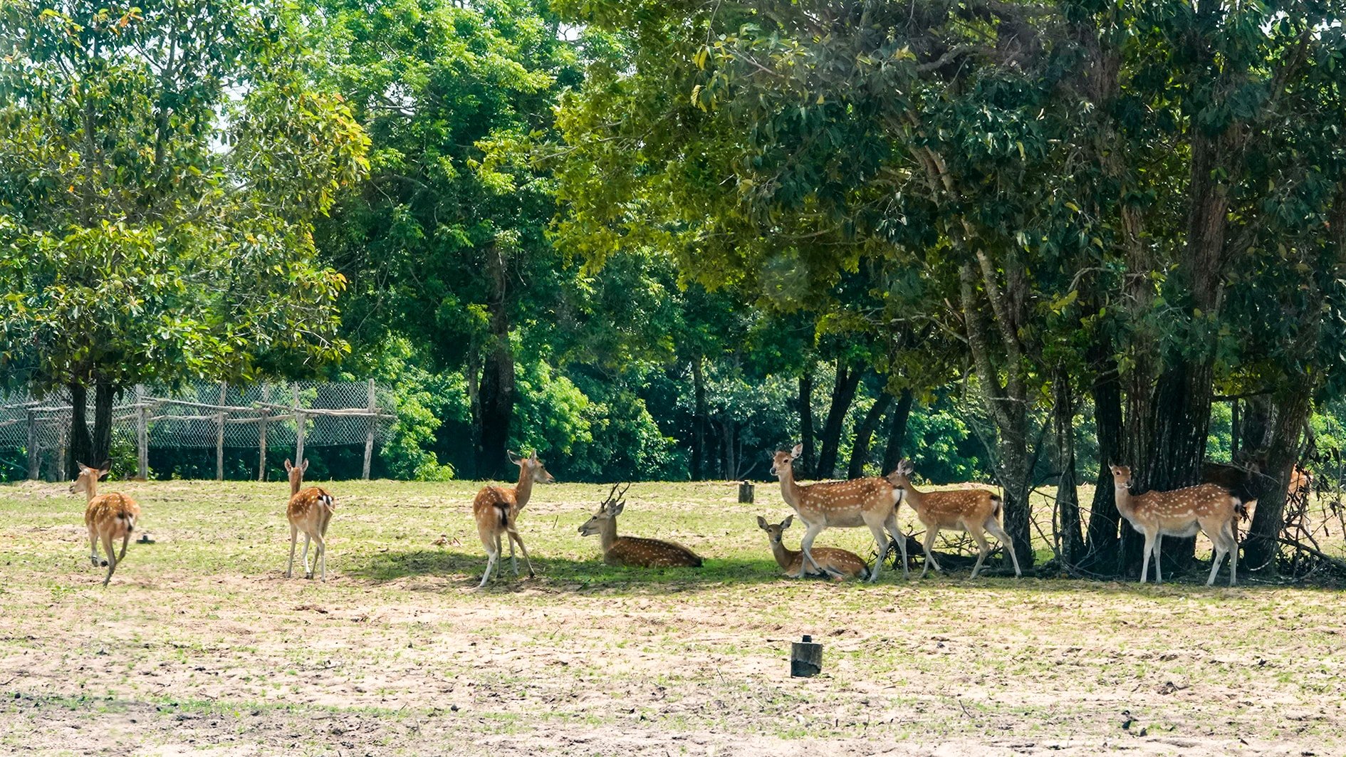 Faune sauvage dans la forêt pétrolière de Hong Liem (photo de N. Lan)