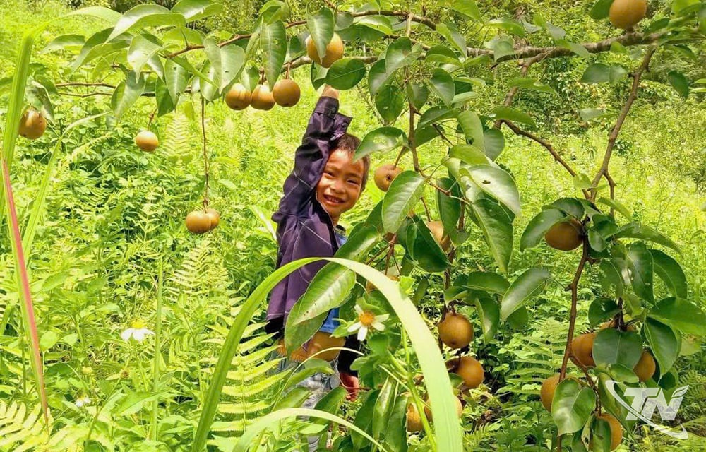 Niềm vui được mùa lê.