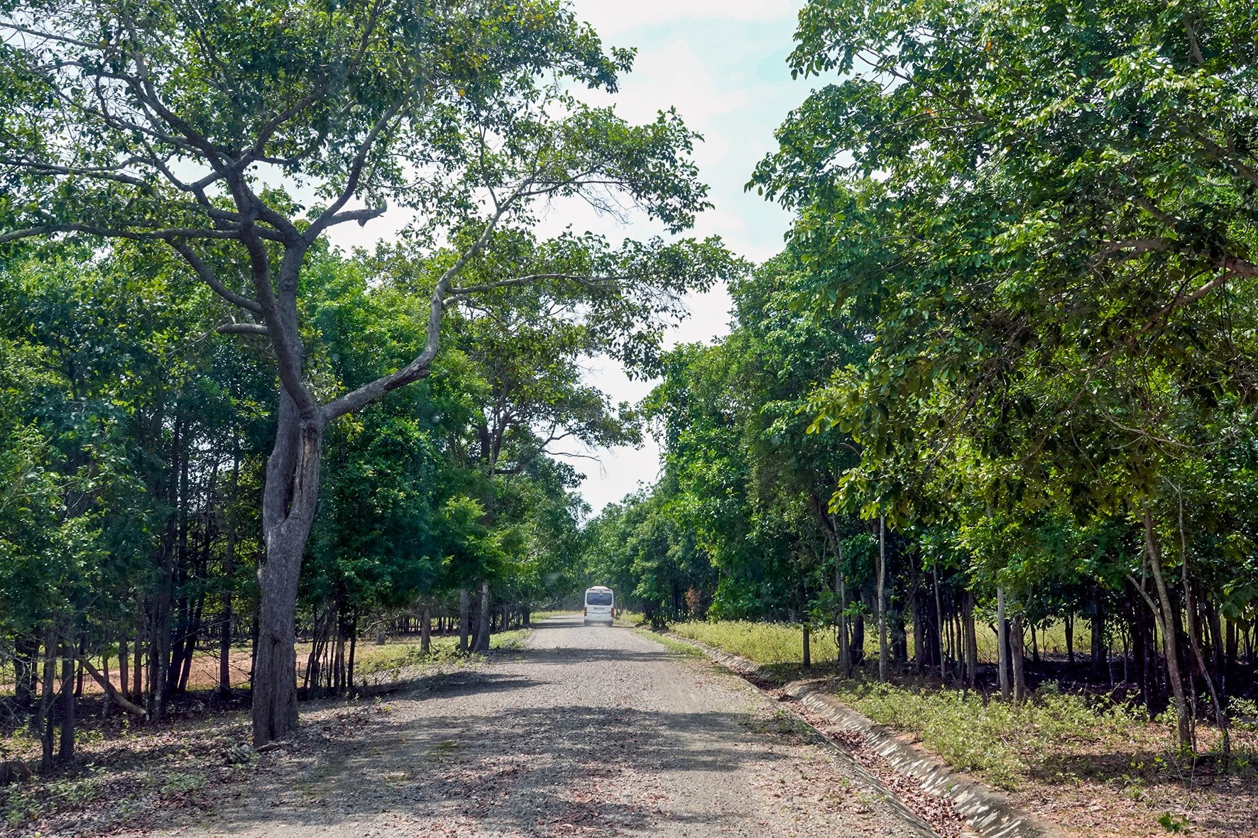 Forêt pétrolière de Hong Liem (photo de N. Lan)