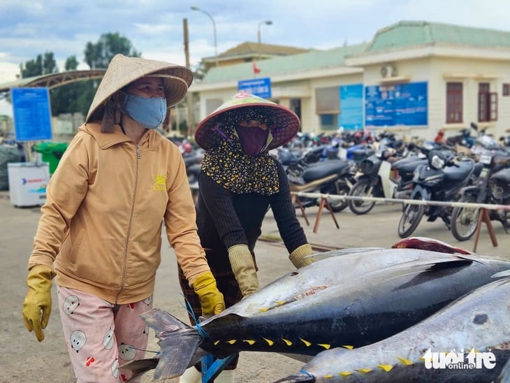 Giá cá ngừ đại dương giảm, ngư dân kéo dài thời gian khai thác - Ảnh 3.