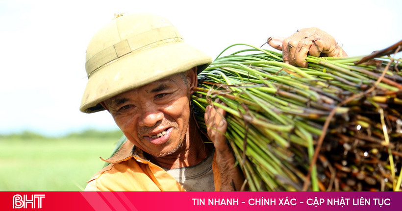 កសិករ​ហុង​ឡាំ​«​អូ​អា​ស៊ី​ស​»​រំភើប​ចិត្ត​នឹង​ច្រូត​គ្រាប់​