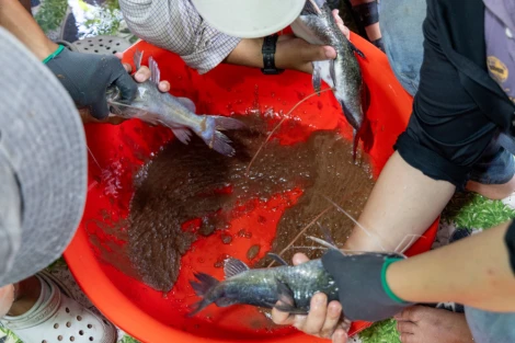 Closed-loop catfish farming without discharge into the environment