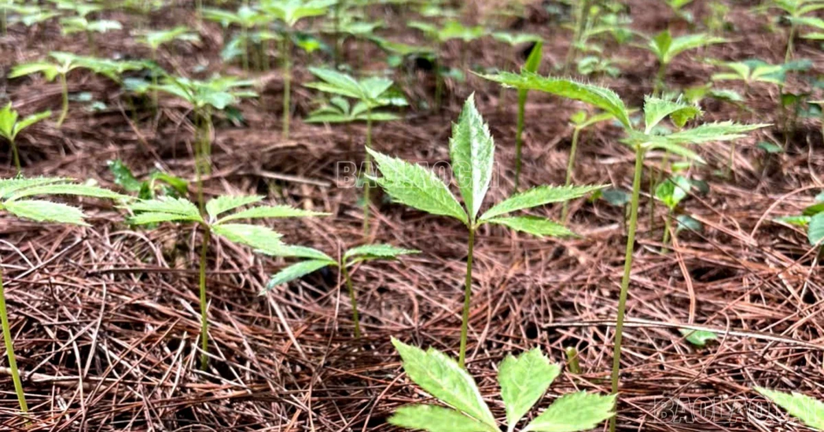 Simacai produces more than 10,000 Panax pseudoginseng seedlings in preparation for the new crop in 2025.