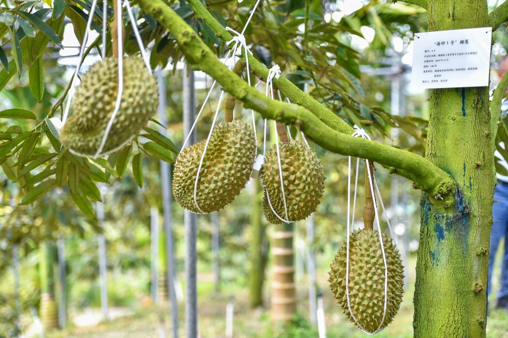 Trung Quốc tự trồng sầu riêng, kết quả ra sao? - 1