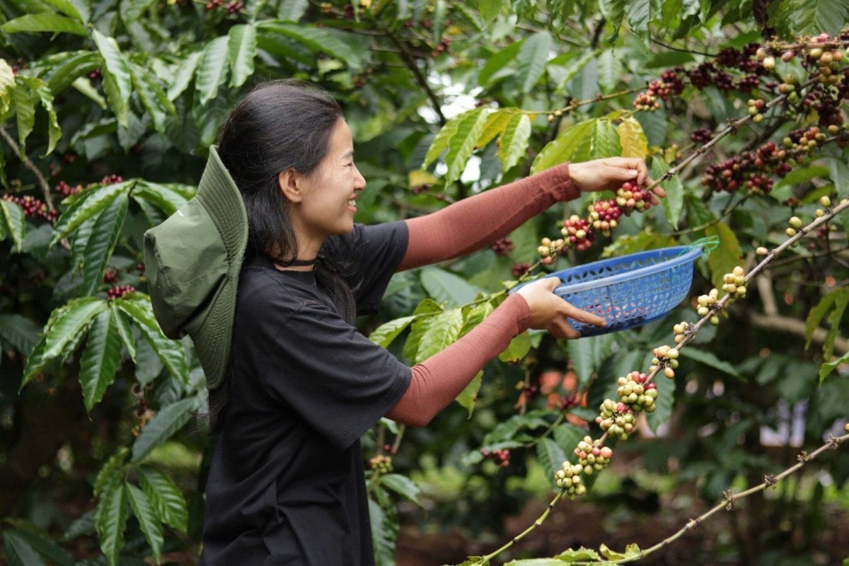 Giá cà phê hôm nay 27/7/2025: Giảm mạnh ngày cuối tuần