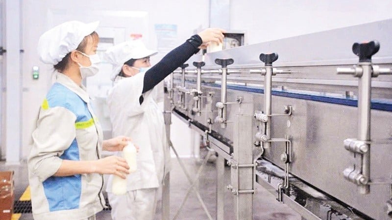 Tecnología de producción de leche según estándares modernos en Vinamilk.