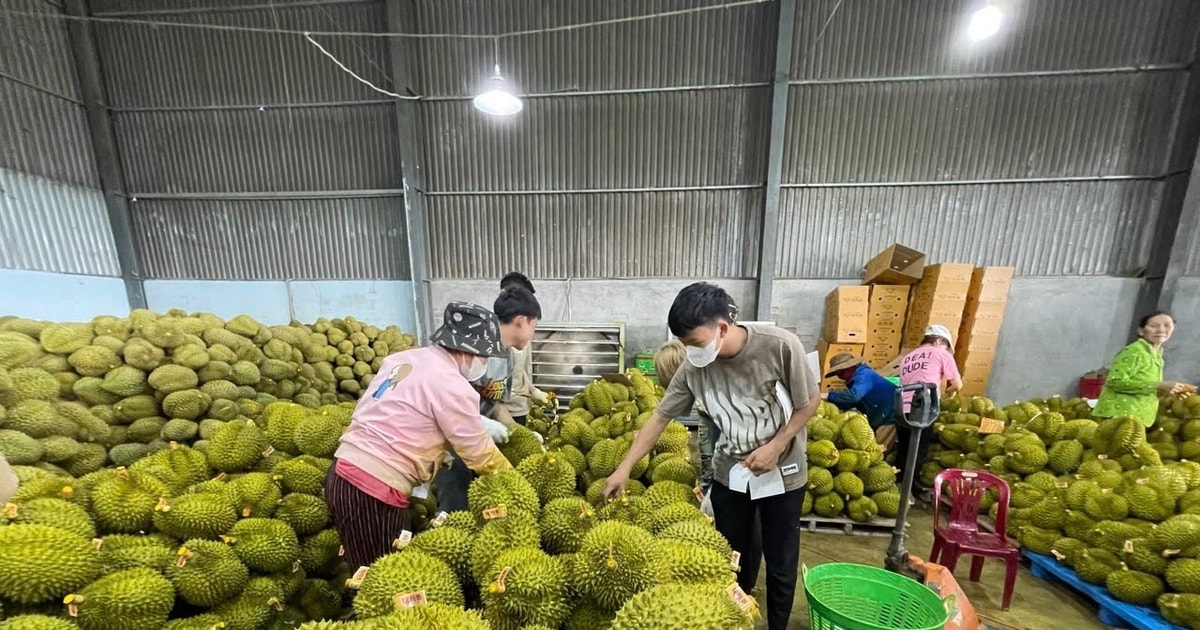 វិធីធ្វើទុរេនឆ្ងាញ់៖ បទពិសោធន៍ពីអ្នកថែសួន