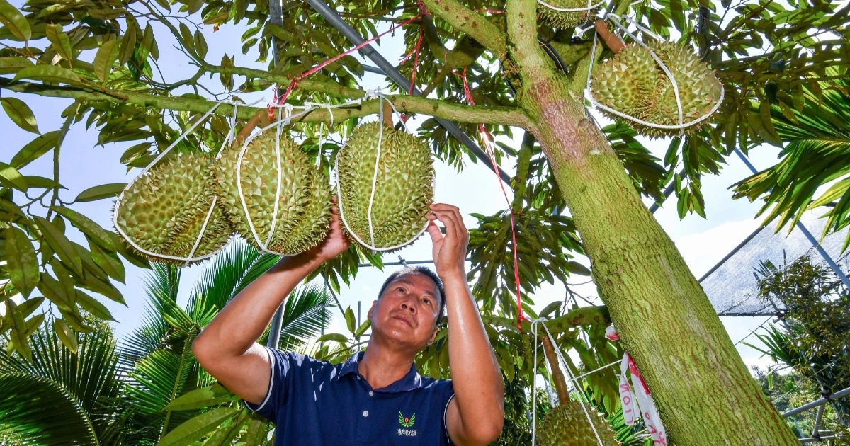 Trung Quốc tự trồng sầu riêng, kết quả ra sao?