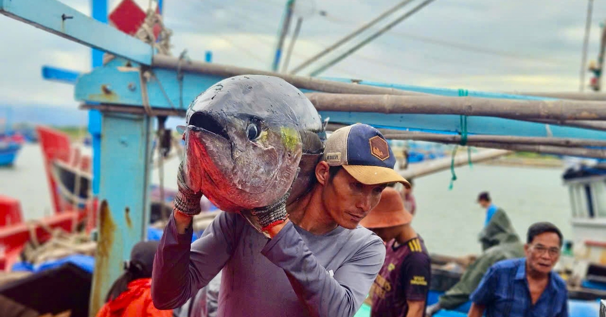 តម្លៃត្រីធូណាធ្លាក់ចុះ អ្នកនេសាទពន្យាពេលនេសាទ