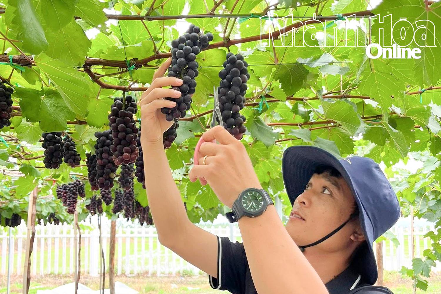 Tống Minh Hoàng 
tiên phong đưa giống 
nho hạ đen không hạt 
về trồng ở nông trại của gia đình.
