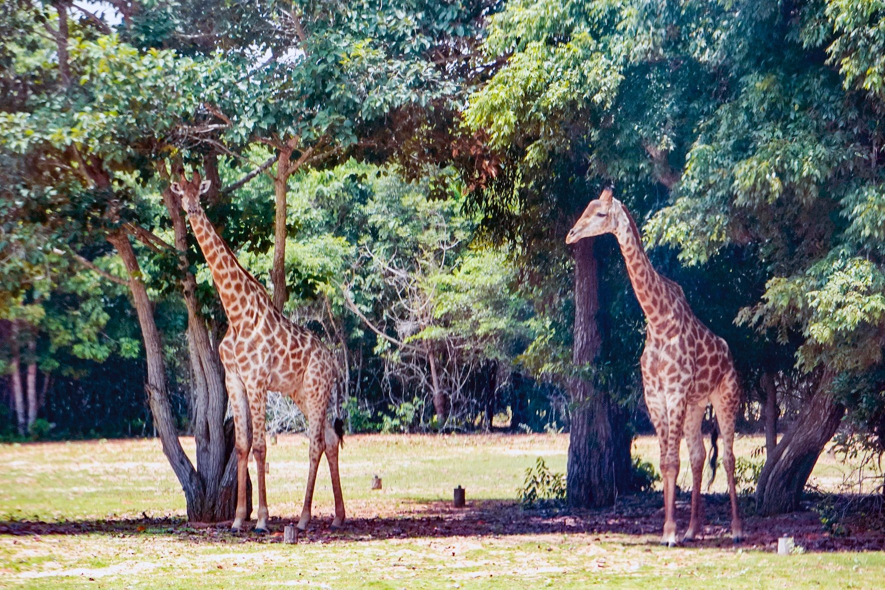 Girafes dans le projet de forêt pétrolière de Hong Liem (photo de N. Lan) (1)