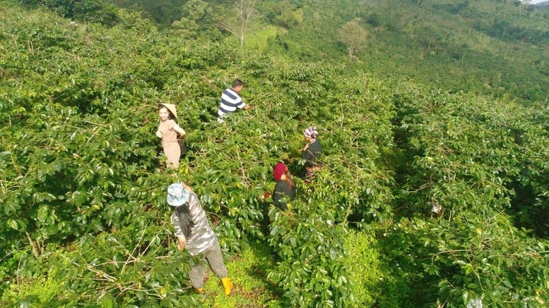 Khe Sanh (Quảng Trị) – Nơi mỗi hạt cà phê mang trong mình 'linh hồn' của đất và người- Ảnh 6.