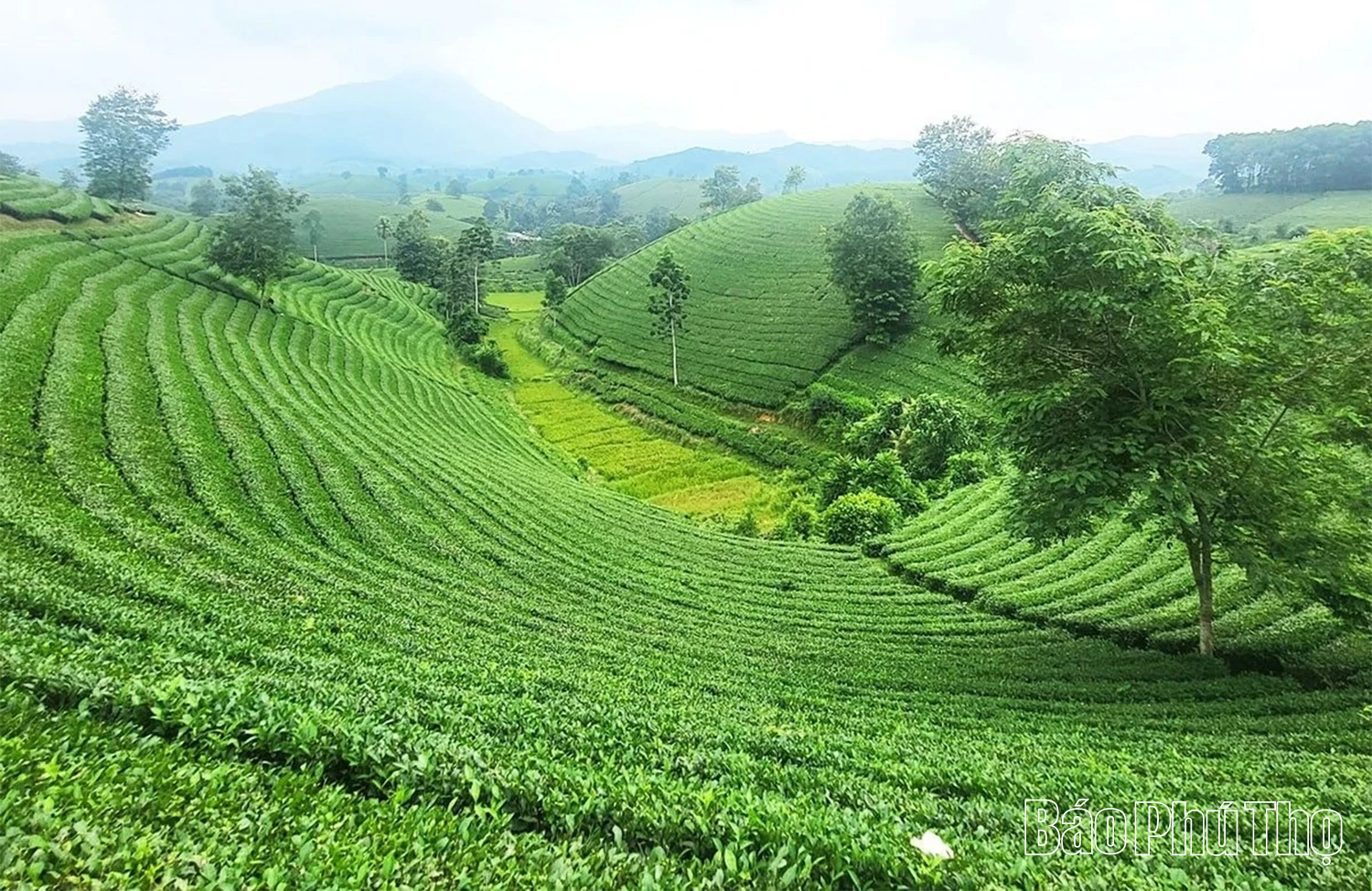 Hội tụ để phát triển