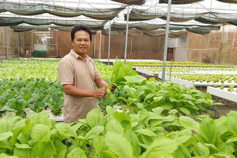 nha-mang-trong-rau-thuy-canh-cua-ong-nguyen-duc-them.jpg