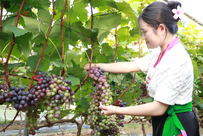 Triển khai chương trình OCOP theo mô hình chính quyền địa phương 2 cấp- Ảnh 1.