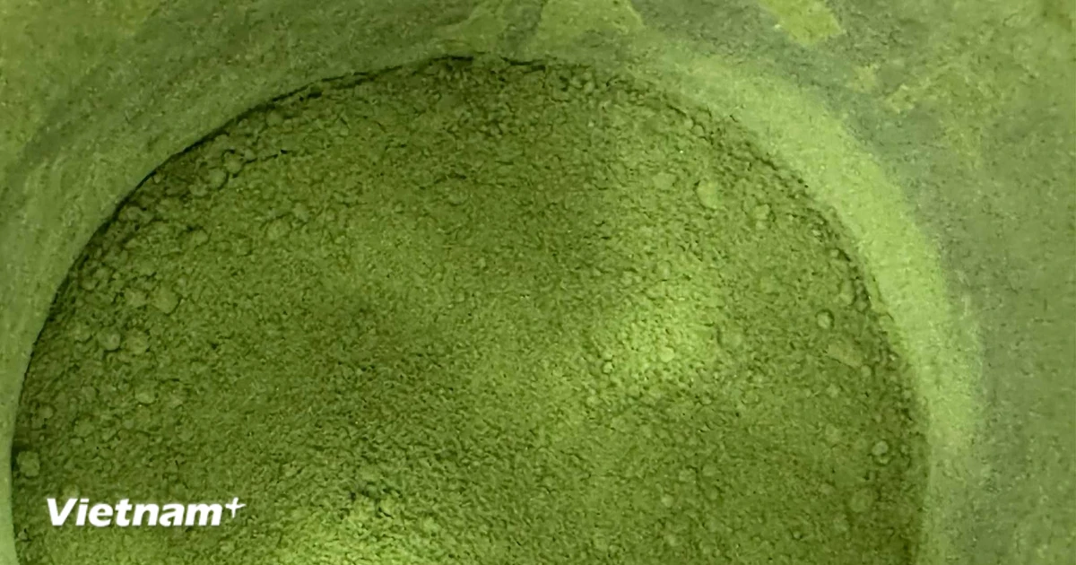 Chúng ta đang uống nhiều Matcha đến mức nguồn cung sắp cạn kiệt
