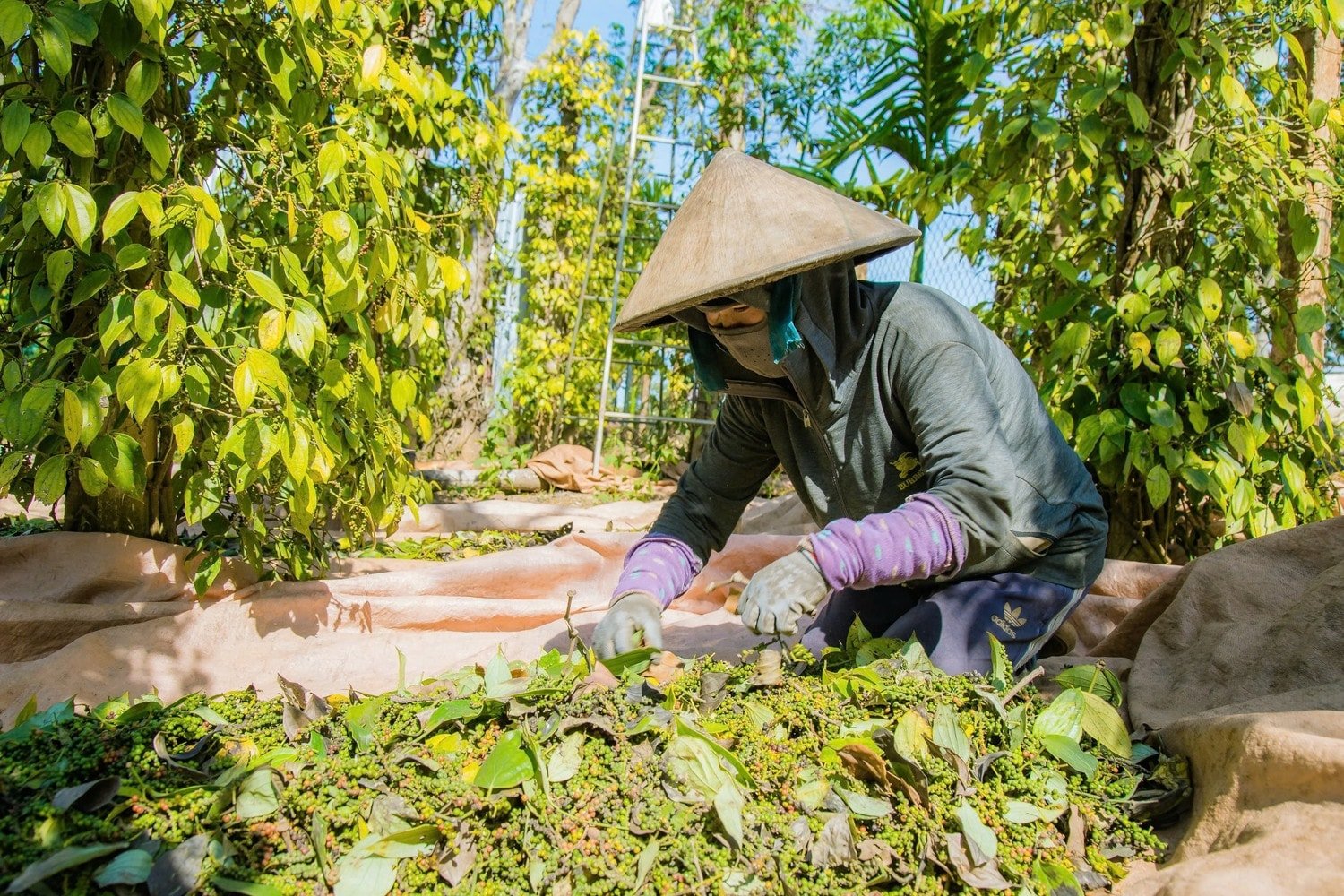 Giá tiêu hôm nay 28/7/2025: Giảm nhẹ, thị trường dao động biên độ thấp