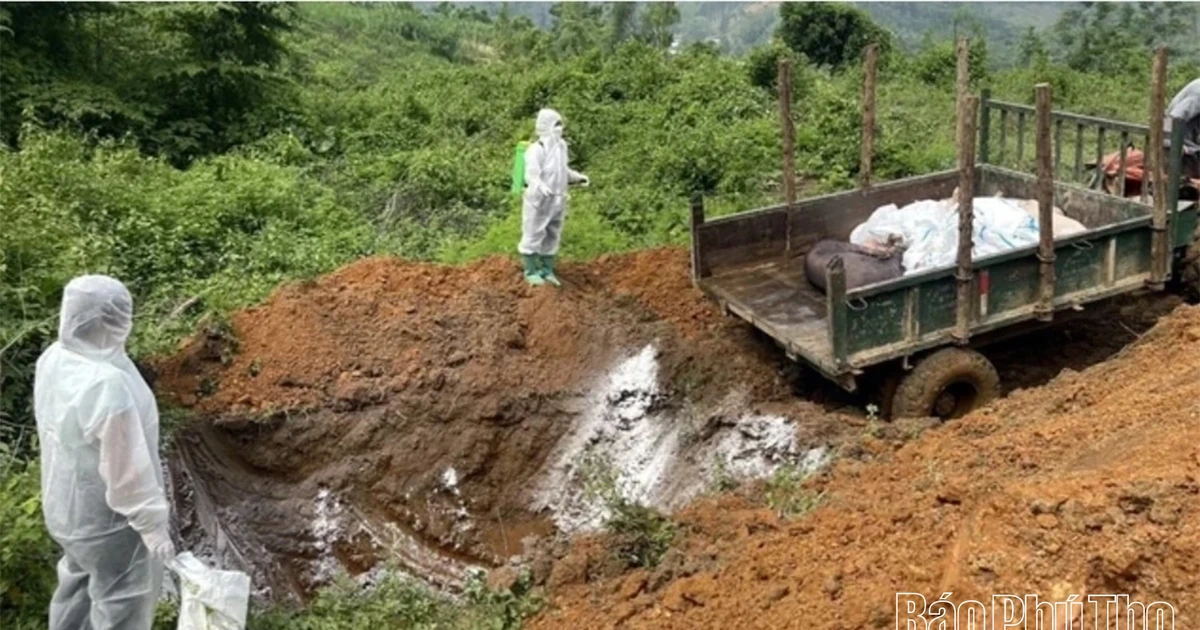 Thêm 1 xã hết bệnh Dịch tả lợn châu Phi