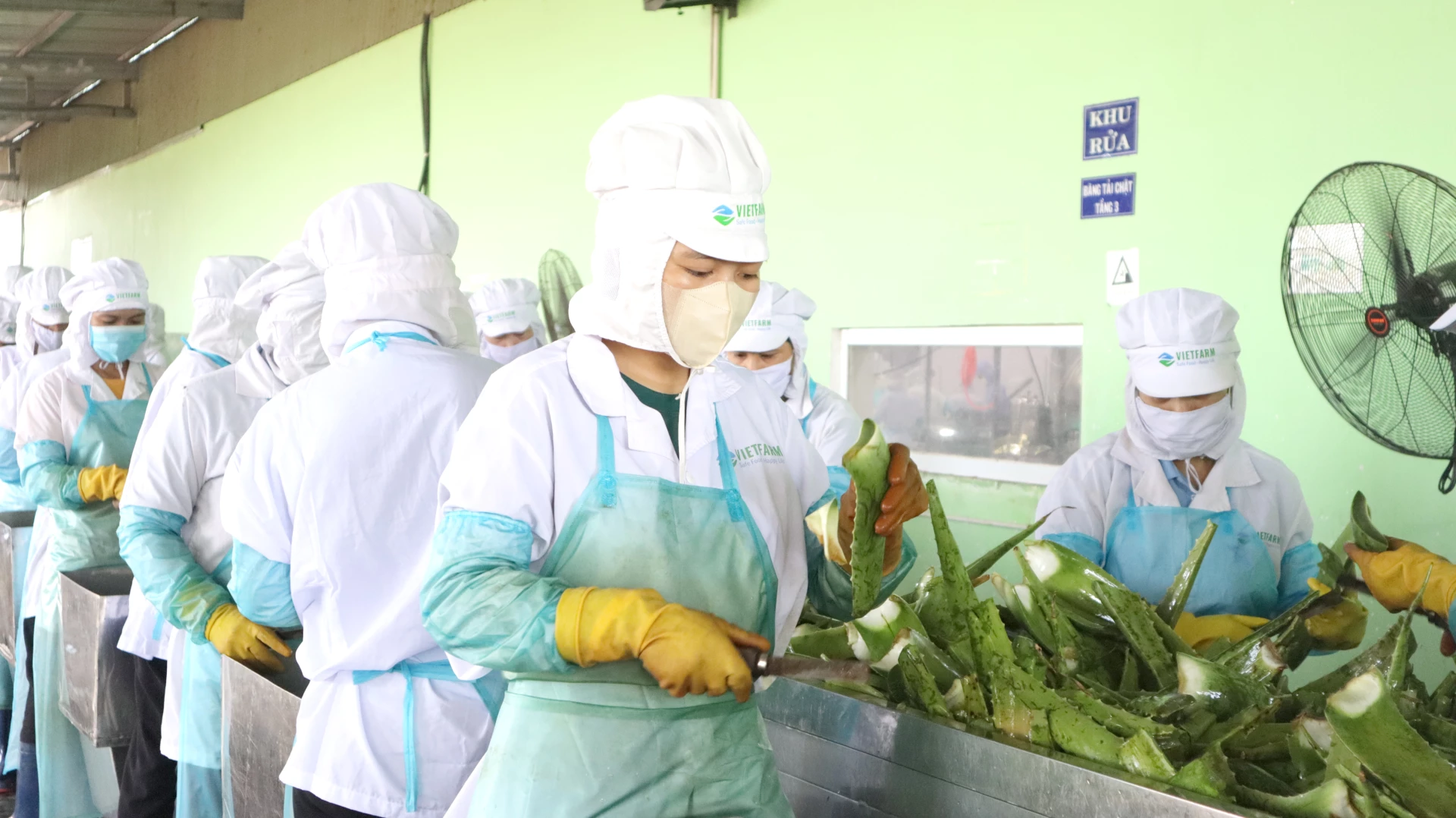 Những lá nha đam được đảm bảo từ khâu trồng đến chế biến tại VietFam.