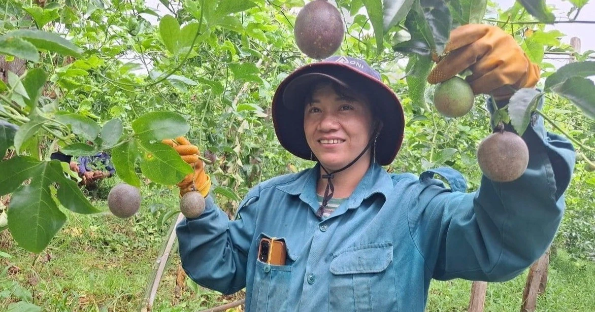 Tây Gia Lai khởi sắc với nông nghiệp hữu cơ: Từ cà phê, chanh dây đến rau sạch