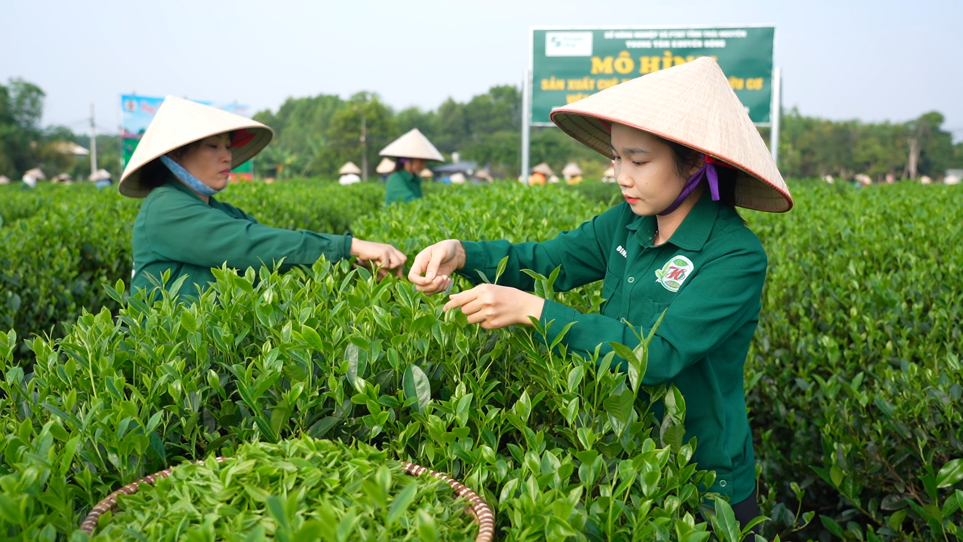 Promoting agricultural tourism associated with tea culture