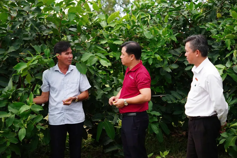 San Tien pink plum - Clean production thinking and green credit flow from Agribank