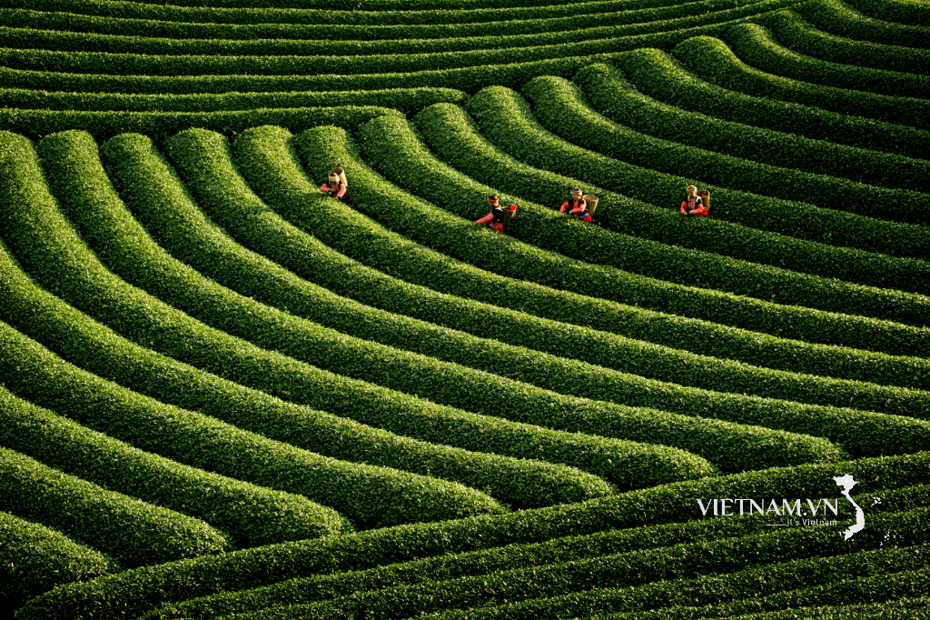 Vẻ đẹp lao động trên đồi chè Mộc Châu