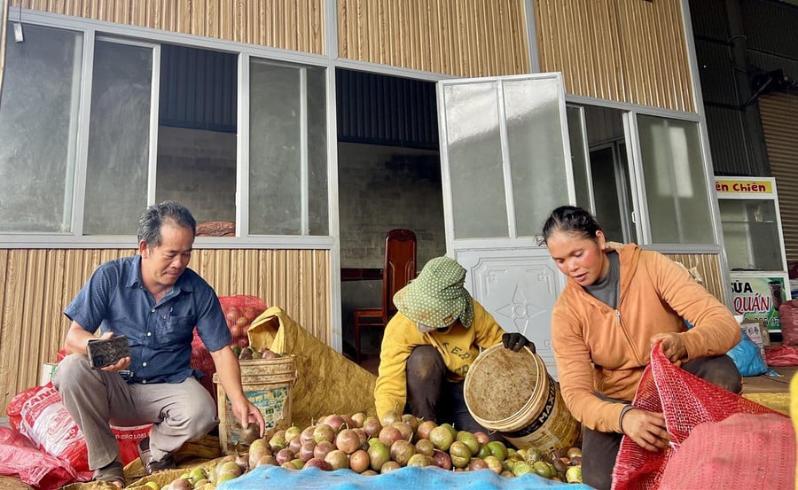 hop-tac-xa-dich-vu-nong-nghiep-nghia-hoa-thu-mua-chanh-day-xo-cua-nong-dan.jpg