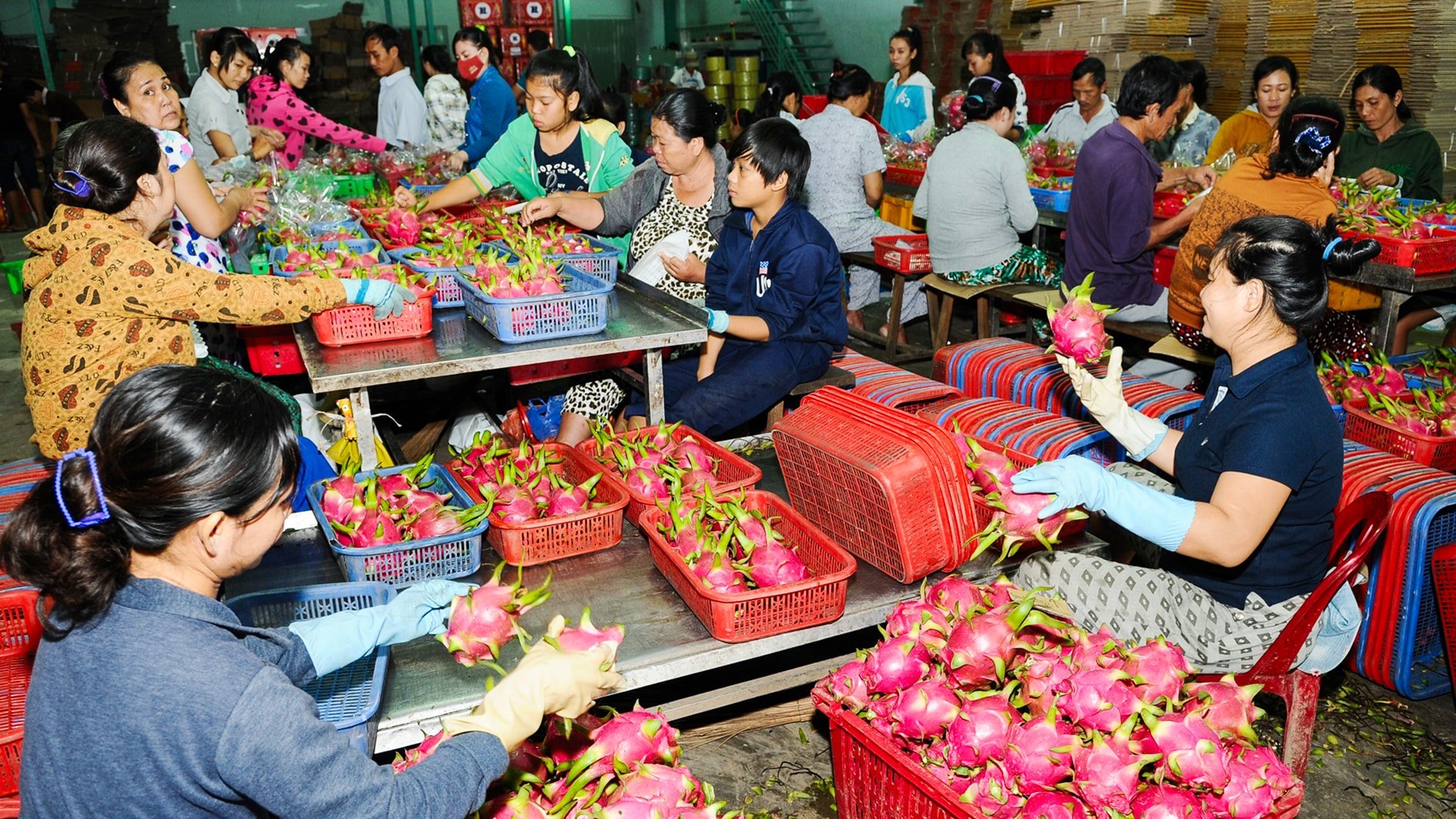 Sơ chế, dán tem truy suất nguồn gốc ở một cơ sở xuất khẩu thanh long phường Bình Thuận (ảnh N. Lân)