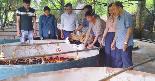 Lào Cai: Hỗ trợ người dân phát triển kinh tế từ mô hình nuôi gà theo hướng VietGAHP