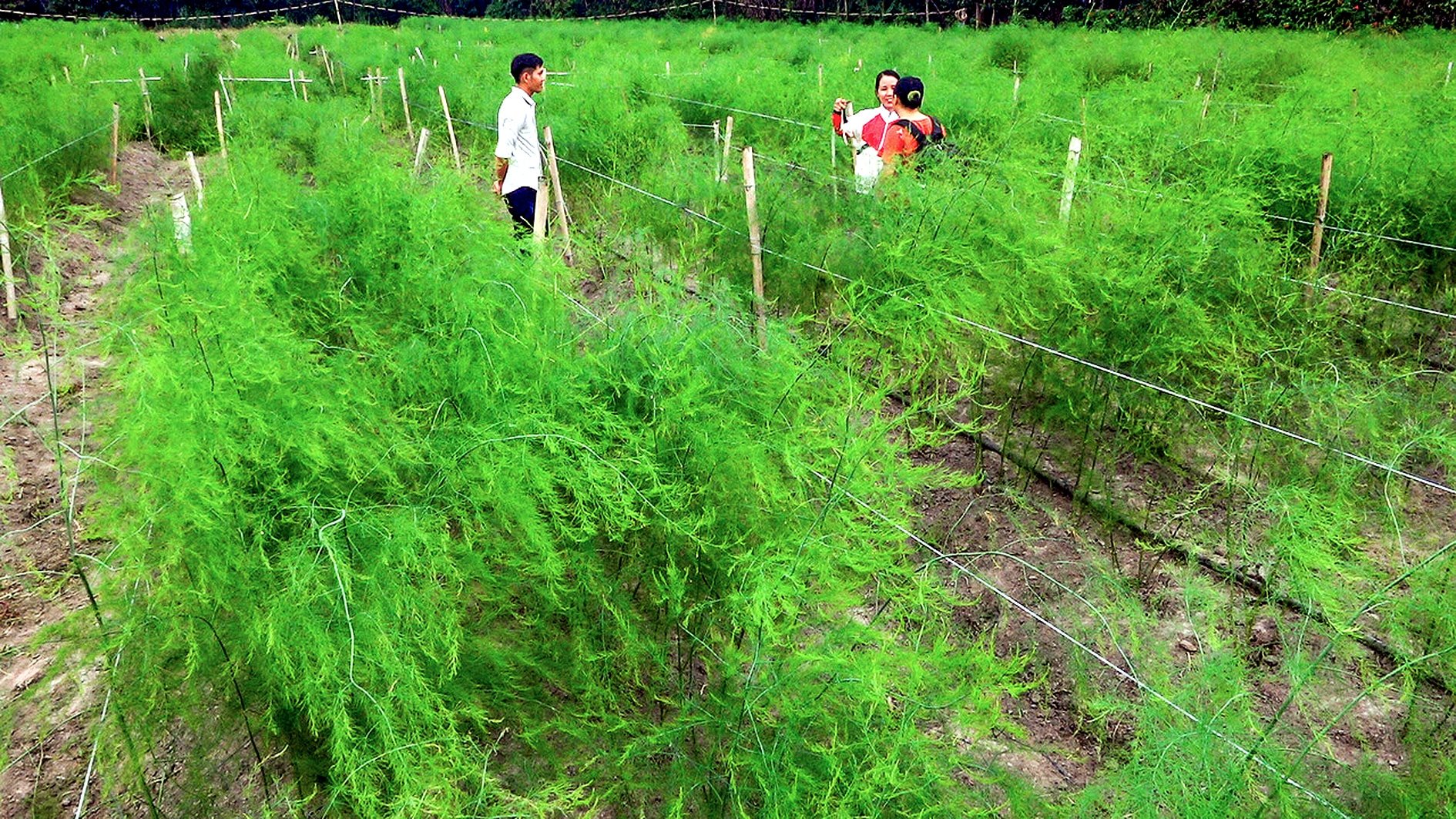 Trồng măng tây ở xã Trà Tân (ảnh N. Lân)