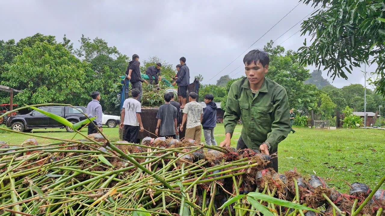 Người dân cụm bản Noọng Ma nhận giống tre Điền trúc