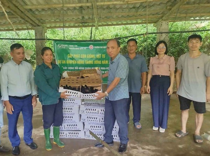  Lào Cai: Hỗ trợ người dân phát triển kinh tế từ mô hình nuôi gà theo hướng VietGAHP- Ảnh 1.