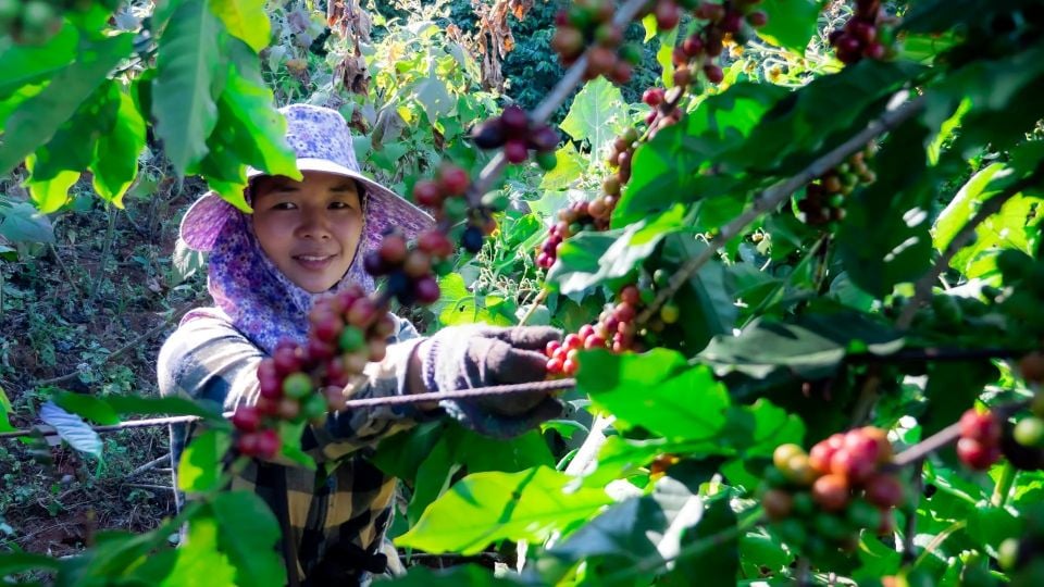 Цены на сельскохозяйственную продукцию на 26 июля 2025 года: кофе продолжает расти, перец стабилен.