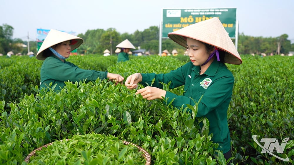 Du lịch nông nghiệp gắn với văn hóa trà đang được nhiều hợp tác xã quan tâm.