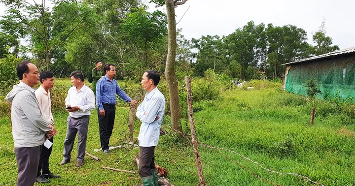Gio Viet Commune: Checking the pig farming situation in the area