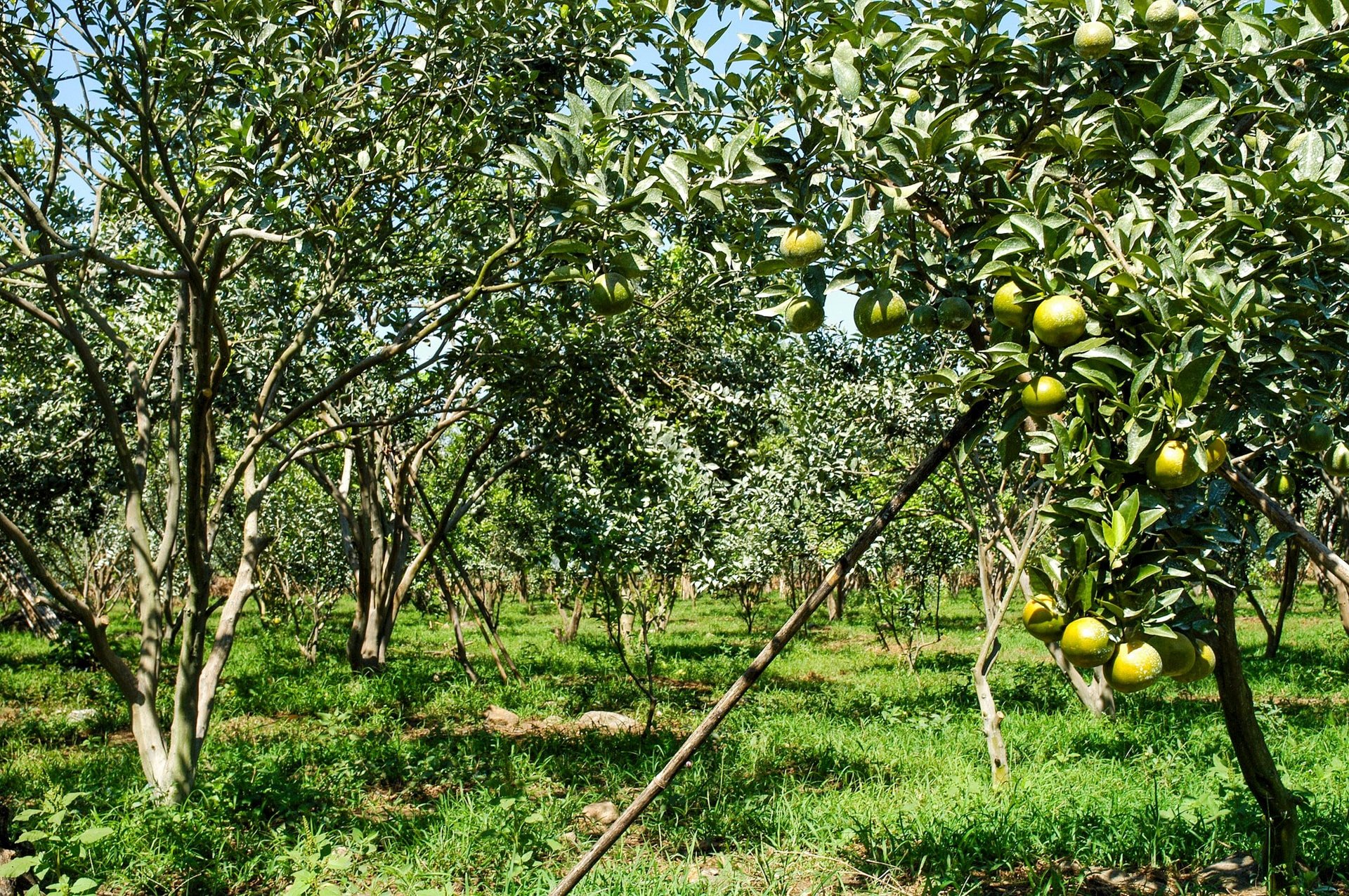 Huerto de mandarinas en la comuna de Nam Thanh (foto de N. Lan) (3)