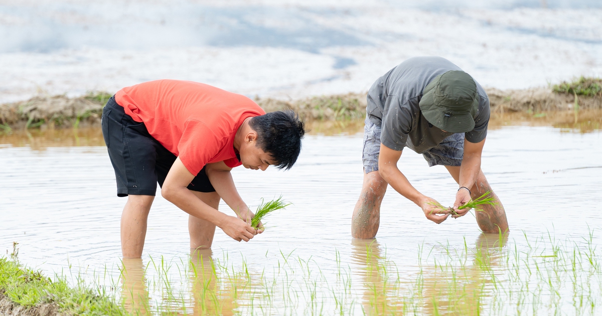 វិចិត្រករ Trung Ruoi, Duy Hung, Hoang Trung, និង Neko បានភ្ជួរ ចាប់ក្តាម និងខ្យងជាលើកដំបូង។