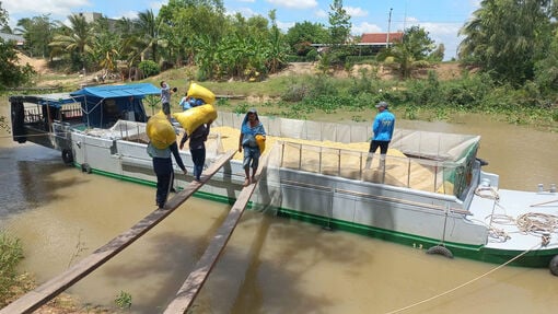 Summer-Autumn 2025 rice price increased compared to the beginning of the crop
