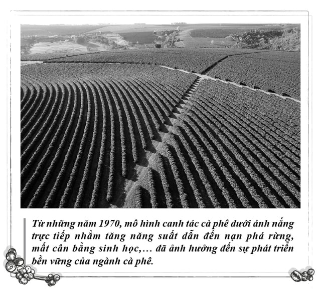 Kỳ 112: Cà phê và sự phát triển bền vững- Ảnh 2.