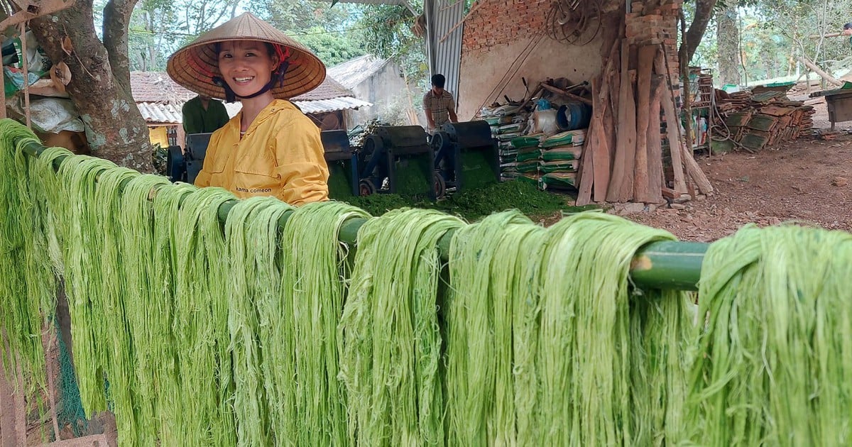 Từ ruộng đồng đến sàn diễn thời trang
