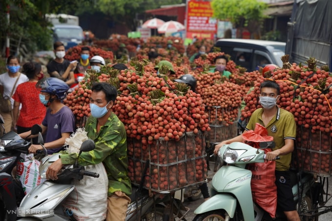 Vải thiều được thu hoạch tại tỉnh Bắc Giang (cũ). Ảnh: Ngọc Thành
