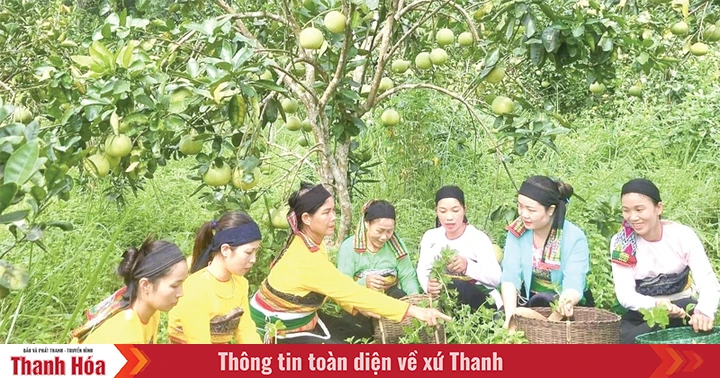 Đưa khoa học kỹ thuật vào sản xuất giúp đồng bào thoát nghèo