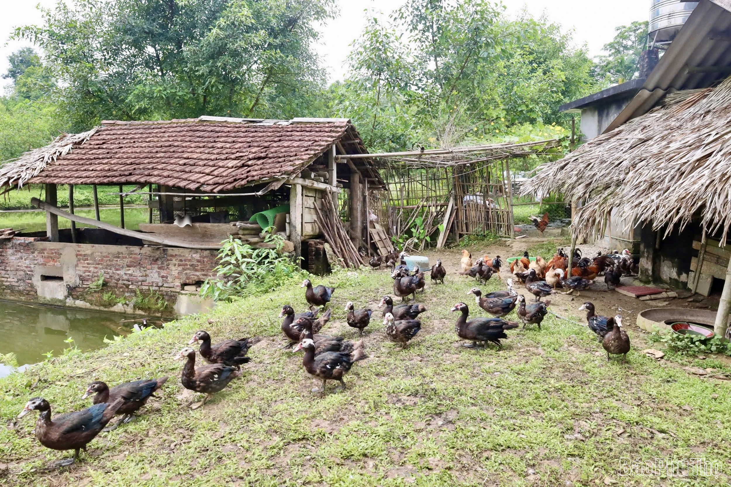 Phát triển nông sản bản địa, hướng đi mới ở Sơn Lương