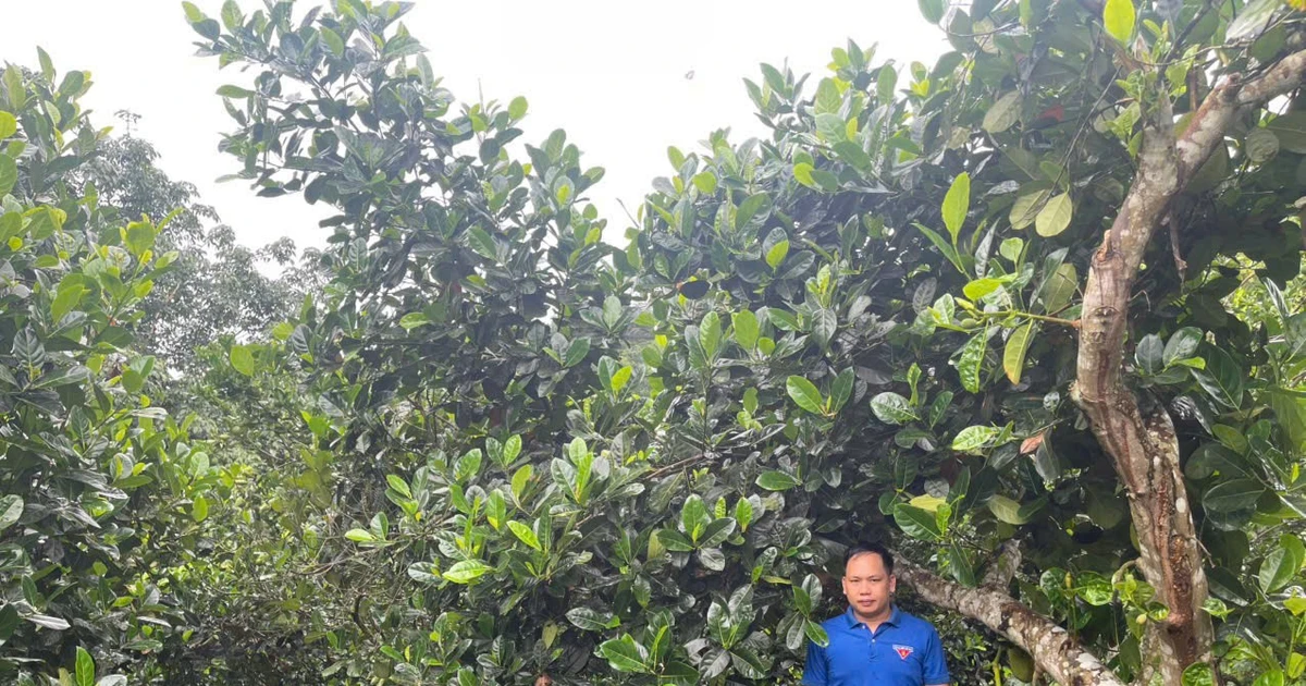 លេខាធិការសហជីពយុវជនឃុំបានកសាងគំរូ VAC ផ្សព្វផ្សាយស្មារតីនៃការពឹងផ្អែកលើខ្លួនឯង និងការកសាងអាជីពក្នុងចំណោមយុវជននៅតំបន់ព្រំដែន។