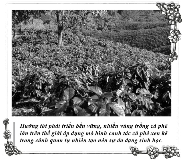 Kỳ 112: Cà phê và sự phát triển bền vững- Ảnh 3.