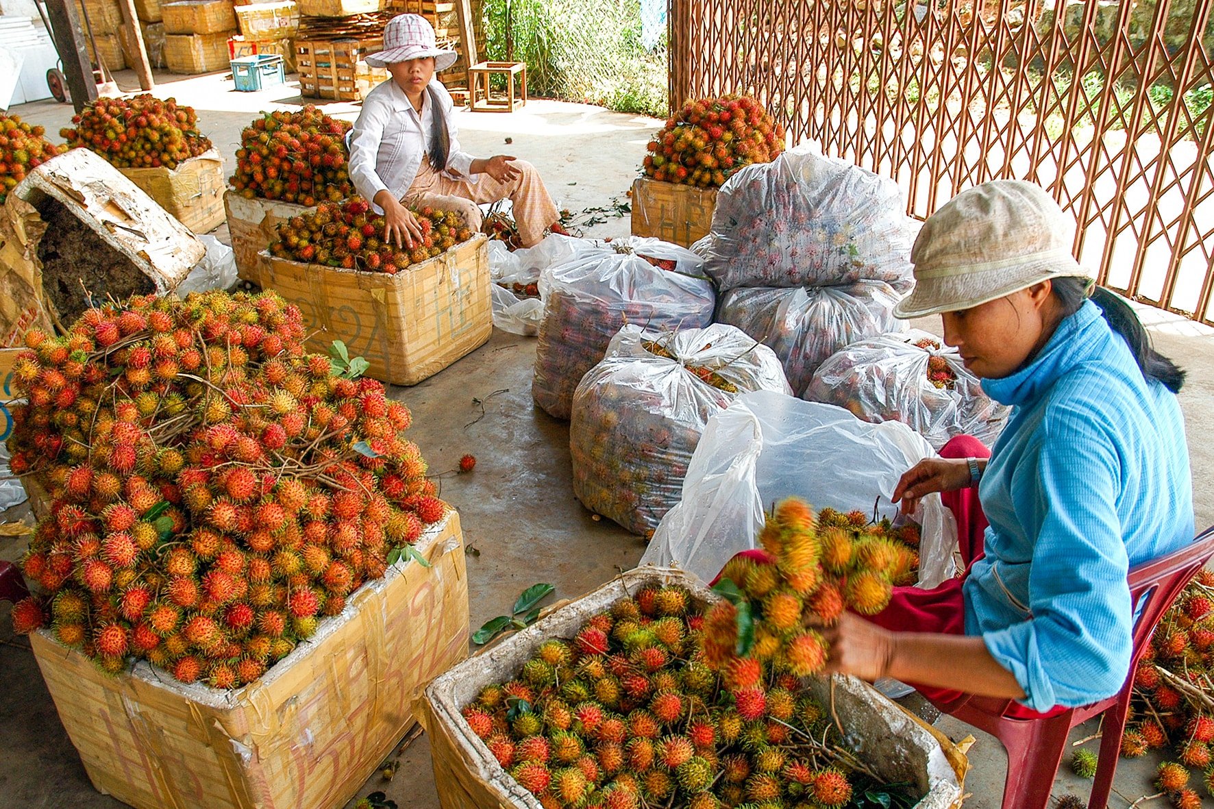 Temporada de cosecha de rambután en la comuna de Nam Thanh (foto de N. Lan)