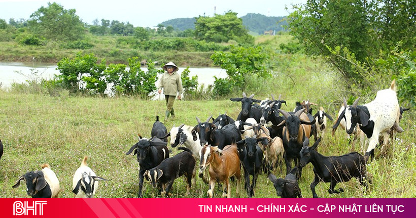 រកចំណូលបានរាប់រយលាន ដោយសារការចិញ្ចឹមពពែសម្រាប់ស៊ីស្មៅធម្មជាតិ